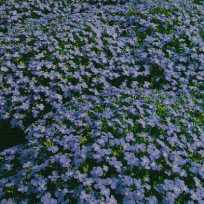 Picture of Aubrieta - Cascade Blue